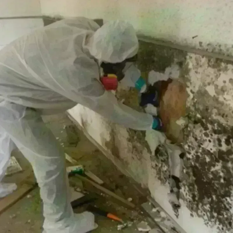 Mold Remediation and Removal in North Highlands, CA